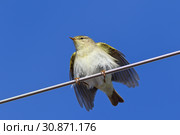 Phylloscopus trochilus. Пеночка весничка сидит на проводе. Стоковое фото, фотограф Григорий Писоцкий / Фотобанк Лори