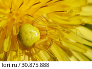 Flower spider sitting on a blossoming dandelion. Стоковое фото, фотограф Георгий Дзюра / Фотобанк Лори