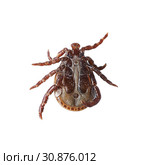 Bottom view of a male mite isolated on the white without shadows. Macro photo. Стоковое фото, фотограф Георгий Дзюра / Фотобанк Лори