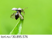 Долгоносик-слоник сосновый (Hylobius abietis) взлетает с травы. Стоковое фото, фотограф Игорь Низов / Фотобанк Лори