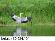 Серая цапля (лат. Ardea cinerea) Стоковое фото, фотограф syngach / Фотобанк Лори