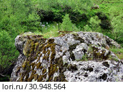 Цветы на камне в долине реки Большая Дукка, Архыз, КЧР. Стоковое фото, фотограф Оглоблин Андрей Николаевич / Фотобанк Лори