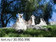 Family of lemurs sunbathing on the grass. The ring tailed lemur, Lemur catta, is a large strepsirrhine primate and the most recognized lemur due to its long, black and white ringed tail. Стоковое фото, фотограф Matej Kastelic / Фотобанк Лори