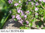 Тимьян ползучий (лат.Thymus serpyllum) цветет в саду. Стоковое фото, фотограф Елена Коромыслова / Фотобанк Лори
