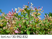 Цветы жимолости каприфоль (Lonicera caprifolium L.) на фоне голубого неба. Стоковое фото, фотограф Ирина Борсученко / Фотобанк Лори