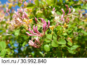 Жимолость каприфоль (Lonicera caprifolium L.). Цветение. Стоковое фото, фотограф Ирина Борсученко / Фотобанк Лори