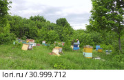 Горная пасека. Пчеловоды за работой. Ускоренное в 20 раз. Mountain apiary. Beekeepers at work. Accelerated at 20 times. Стоковое видео, видеограф Евгений Романов / Фотобанк Лори