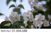 Philadelphus coronarng. White jasmine flowers sway in the wind. Стоковое видео, видеограф Константин Мерцалов / Фотобанк Лори