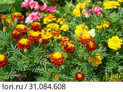 Яркие бархатцы (лат. Tagetes) цветут на клумбе. Стоковое фото, фотограф Елена Коромыслова / Фотобанк Лори