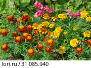 Красивая летняя клумба с яркими бархатцами (лат. Tagetes) Стоковое фото, фотограф Елена Коромыслова / Фотобанк Лори
