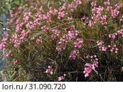 Подбел многолистный (Andromeda polifolia). Цветение растения летом среди болота, Ямало-Ненецкий автономный округ. Стоковое фото, фотограф Григорий Писоцкий / Фотобанк Лори