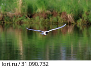 Малая чайка (Larus minutus). Птица летом в полете над озером, Ямало-Ненецкий автономный округ. Стоковое фото, фотограф Григорий Писоцкий / Фотобанк Лори