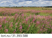 Beautiful field with flowers of Ivan Tea or Kipreya under a blue sky and white clouds and a church near a village in Russia. Стоковое фото, фотограф Яна Королёва / Фотобанк Лори