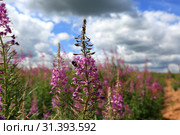 Beautiful field with flowers of Ivan Tea or Kipreya under a blue sky and white clouds on a summer day. Стоковое фото, фотограф Яна Королёва / Фотобанк Лори