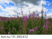 Beautiful field with flowers of Ivan Tea or Kipreya under a blue sky and white clouds. Стоковое фото, фотограф Яна Королёва / Фотобанк Лори
