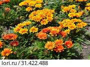 Цветник с  газанией (гацанией) жестковатой (Gazania rigens (L.) Gaertn.) Стоковое фото, фотограф Ирина Борсученко / Фотобанк Лори