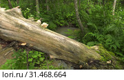 Гриб вешенка на дереве. Pearl oyster mushroom on the tree. Стоковое видео, видеограф Евгений Романов / Фотобанк Лори