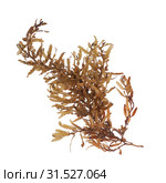 Pelagic brown algae in the genus Sargassum. The berry-like structures are gas-filled bladders known as pneumatocysts, which provide buoyancy to the plant. Isolated on white background. Стоковое фото, фотограф Ирина Кожемякина / Фотобанк Лори