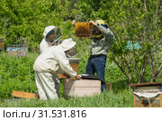 Горная пасека. Пчеловоды за работой. Mountain apiary. Beekeepers at work. (2019 год). Редакционное фото, фотограф Евгений Романов / Фотобанк Лори