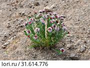 Стеллера карликовая Stellera chamaejasme (сем. Волчниковые – Thymelaeaceae) в горах Тибета на высоте более 4000 метров (2018 год). Стоковое фото, фотограф Овчинникова Ирина / Фотобанк Лори