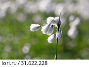 Eriophorum polystachyon. Пушица многоколосковая крупным планом, Ямало-Ненецкий автономный округ. Стоковое фото, фотограф Григорий Писоцкий / Фотобанк Лори