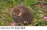 Ёж, свернувшийся в клубок. A hedgehog curled up in a ball. Стоковое видео, видеограф Евгений Романов / Фотобанк Лори