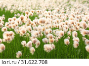 Пушица рыжеватая (Eriophorum russeolum) летним днем среди болота в Западной Сибири. Стоковое фото, фотограф Григорий Писоцкий / Фотобанк Лори