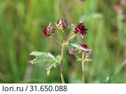 Comarum palustre L. (1753). Сабельник болотный, цветение растения летом на Ямале. Стоковое фото, фотограф Григорий Писоцкий / Фотобанк Лори