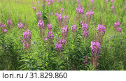 Иван-чай узколистный (Chamerion angustifolium), или Кипрей узколистный (Epilobium angustifolium). Цветение растения, Ямало-Ненецкий автономный округ. Стоковое видео, видеограф Григорий Писоцкий / Фотобанк Лори