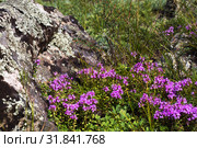 Тимьян блошиный ( лат. Thymus pulegioides L.) среди горных камней. Горы, республика Алтай, Южная Сибирь, Россия, июль. Стоковое фото, фотограф Евгений Мухортов / Фотобанк Лори