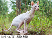 Sphynx cat standing in point in green grass, walking outdoors. Стоковое фото, фотограф Кекяляйнен Андрей / Фотобанк Лори