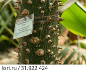 Санкт-Петербург. Ботанический сад Петра Великого. Сейба великолепная (Ceiba speciosa) Стоковое фото, фотограф Павел Сапожников / Фотобанк Лори