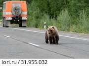 Камчатский бурый медведь. Стоковое фото, фотограф А. А. Пирагис / Фотобанк Лори