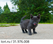 Маленький серый котенок с высунутым розовым языком. Стоковое фото, фотограф E. O. / Фотобанк Лори