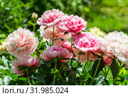 Пион межвидовой гибрид Этчед Салмон (Paeonia Etched Salmon) Стоковое фото, фотограф Ольга Сейфутдинова / Фотобанк Лори