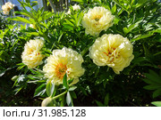 Пион Ито-гибрид Бартзелла (Paeonia Itoh Hybrids Bartzella) Стоковое фото, фотограф Ольга Сейфутдинова / Фотобанк Лори
