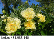 Пион Ито-гибрид Бартзелла (Paeonia Itoh Hybrids Bartzella) Стоковое фото, фотограф Ольга Сейфутдинова / Фотобанк Лори