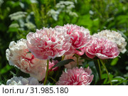 Пион межвидовой гибрид Этчед Салмон (Paeonia Etched Salmon) Стоковое фото, фотограф Ольга Сейфутдинова / Фотобанк Лори