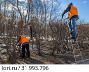 Работники ухаживают за кустарником в парке (2019 год). Редакционное фото, фотограф Вячеслав Палес / Фотобанк Лори