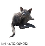 Маленький серый котенок чешется, изолировано на белом фоне. Стоковое фото, фотограф E. O. / Фотобанк Лори