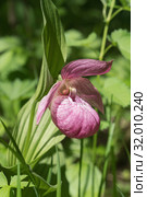 Редкая дикорастущая орхидея Венерин башмачок (Cypripedium macranthos). Вертикальный кадр. Стоковое фото, фотограф Светлана Попова / Фотобанк Лори