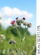 Лопух паутинистый (лат. Arctium tomentosum). Цветущее растения в Алтайском крае. Стоковое фото, фотограф Григорий Писоцкий / Фотобанк Лори