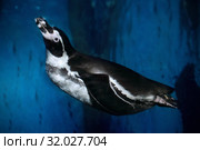 Пингвин Гумбольдта, перуанский пингвин (Spheniscus humboldti) под водой. Стоковое фото, фотограф Татьяна Белова / Фотобанк Лори