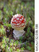 Мухомор красный (лат. Amanita muscaria) среди кукушкиного льна, Ямало-Ненецкий автономный округ. Стоковое фото, фотограф Григорий Писоцкий / Фотобанк Лори