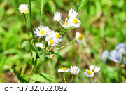 Erigeron annuus ssp. septentrionalis (Fernald & Wiegand) Wagenitz (семейство Asteraceae) Мелколепестник северный в Абхазии (2019 год). Стоковое фото, фотограф Овчинникова Ирина / Фотобанк Лори