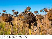 Picturesque fields of ripe sunflowers (2017 год). Стоковое фото, фотограф Яков Филимонов / Фотобанк Лори
