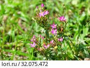 Centaurium (семейство Gentianaceae) Золототысячник в горах Абхазии в августе (2019 год). Стоковое фото, фотограф Овчинникова Ирина / Фотобанк Лори