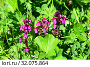 Pedicularis crassirostris Bunge (семейство Scrophulariaceae)Мытник толстоносый в горах Абхазии (2019 год). Стоковое фото, фотограф Овчинникова Ирина / Фотобанк Лори