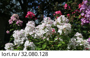 Флокс Европа (Phlox). Группа цветущих растений. Стоковое видео, видеограф Ольга Сейфутдинова / Фотобанк Лори