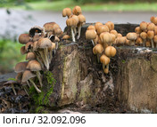 Гриб Навозник мерцающий (Coprinus micaceus) на старом пне в парке. Стоковое фото, фотограф Наталья Николаева / Фотобанк Лори